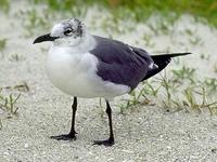 Image of: Larus atricilla (laughing gull)