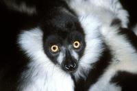 Varecia variegata - Black and white Ruffed Lemur