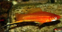 Xiphophorus hellerii - Green Swordtail