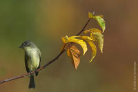 Image of: Sayornis phoebe (eastern phoebe)