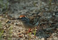 Image of: Spizella passerina (chipping sparrow)
