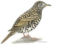 Image of: Zoothera dauma (scaly thrush)