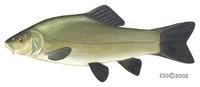 Image of: Tinca tinca (tench)