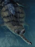 Image of: Gavialis gangeticus (Indian gharial)