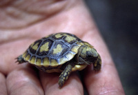 Malacochersus tornieri - African Pancake Tortoise