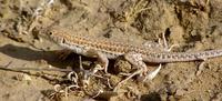Acanthodactylus boskianus asper