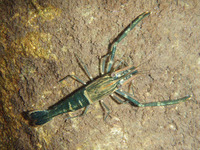 海南沼蝦 (Macrobrachium hainanense)