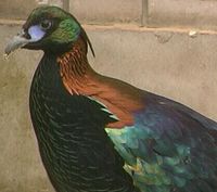 Chinese Monal - Lophophorus lhuysii