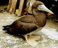 Brown Booby - Sula leucogaster
