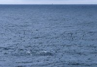 Short-tailed Shearwater - Puffinus tenuirostris