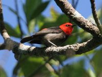 Red-headed Myzomela - Myzomela erythrocephala