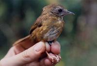 Spot-throated Babbler - Pellorneum albiventre