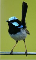 Superb Fairy-wren