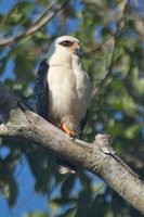 Black-faced Hawk - Leucopternis melanops