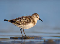 Little Stint (Calidris minuta) photo