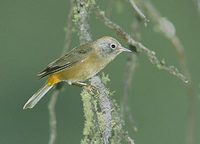 Colima Warbler (Vermivora crissalis) photo