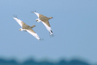 Little Bustard (Tetrax tetrax) photo