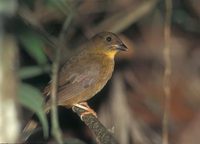 Red-throated Ant-Tanager (Habia fuscicauda) photo