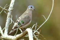 Emerald-spotted Wood-Dove - Turtur chalcospilos