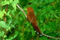 Little Cuckoo - Piaya minuta