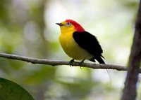 Wire-tailed Manakin - Pipra filicauda