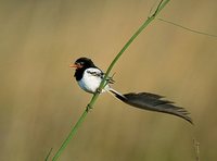 Strange-tailed Tyrant - Alectrurus risora