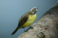 Social Flycatcher - Myiozetetes similis