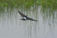 Chilean Swallow - Tachycineta meyeni