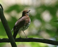 Wood Thrush - Hylocichla mustelina