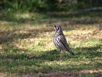 Groundscraper Thrush - Psophocichla litsipsirupa