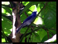 Black-naped Monarch - Hypothymis azurea