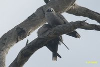 Black-faced Woodswallow - Artamus cinereus