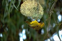 Cape Weaver - Ploceus capensis