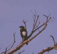 White-rumped Tanager - Cypsnagra hirundinacea