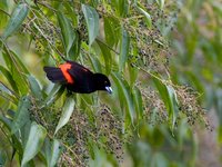 Cherrie's Tanager - Ramphocelus costaricensis