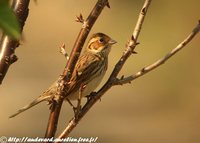 Little Bunting - Emberiza pusilla