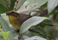 Tricolored Brush-Finch - Atlapetes tricolor