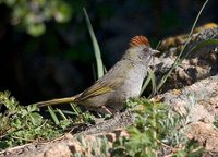 Green-tailed Towhee - Pipilo chlorurus