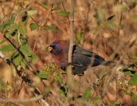 Varied Bunting - Passerina versicolor