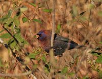 Varied Bunting - Passerina versicolor