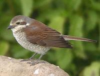 Red-backed Shrike