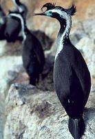 Spotted Shag