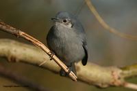 *NEW* Masked Gnatcatcher - female