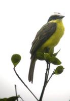 Yellow-throated Flycatcher (White-ringed flycatcher)