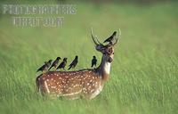 Deer Stag : Mynas Perched atop a Chital ( Spotted Deer Stag , Corbett Park , India stock photo