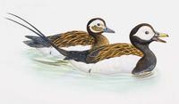 Long-tailed Duck (Clangula hyemalis)