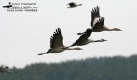 Common Crane-IMG 1757.jpg