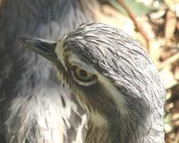 Bush Stone-curlew