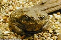 : Bufo marinus; Cane Toad