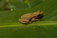: Dendropsophus microcephalus